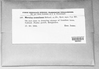 Phlebia tremellosa image